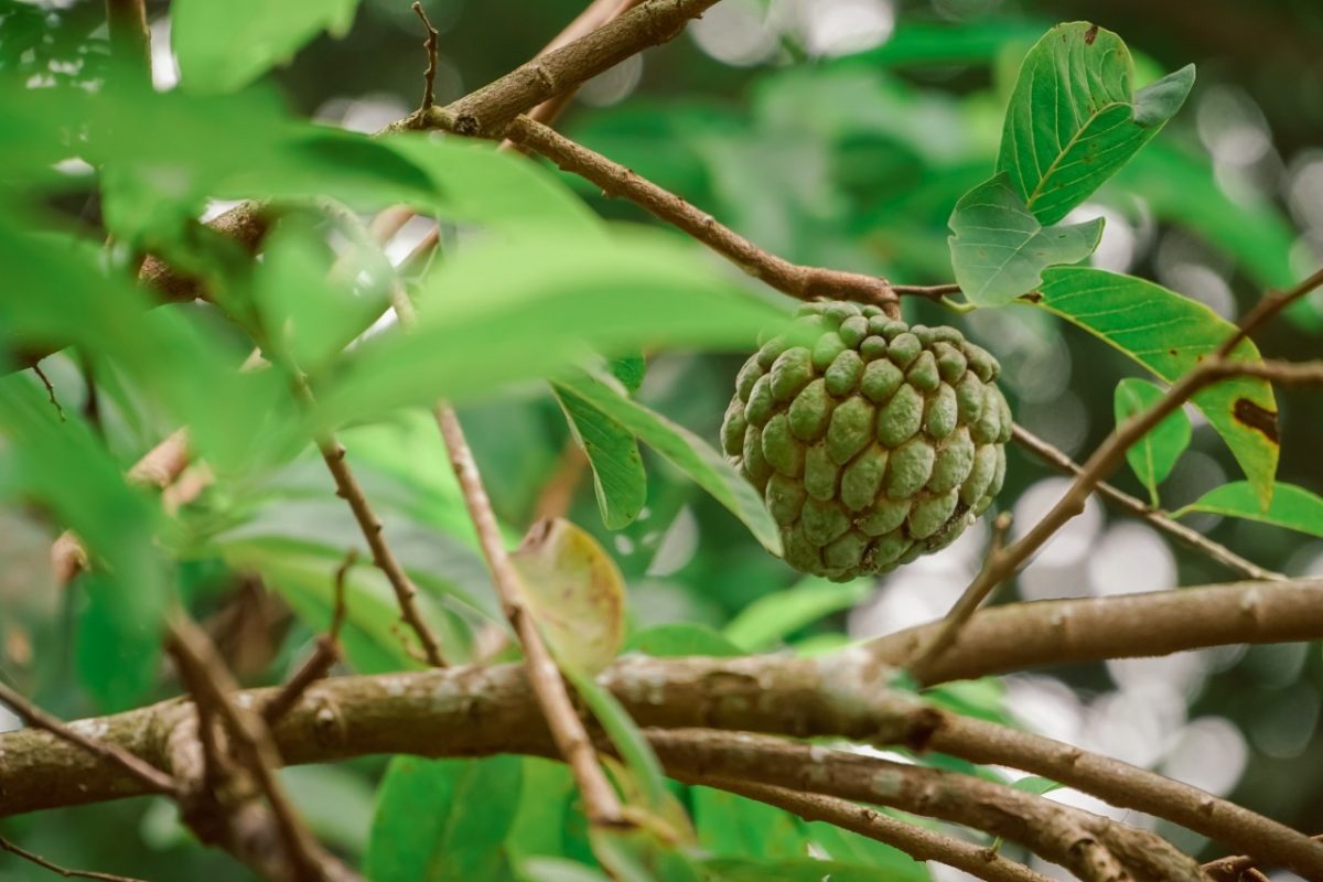Egzotiškoji anona: kas tai per vaisius ir kaip jį valgyti?