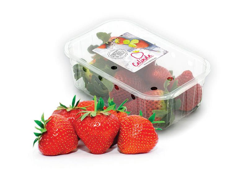 Fasuotos braškės CALINDA
,
400 g, 6,23 Eur/kg Fasuotos braškės CALINDA
,
400 g, 6,23 Eur/kg