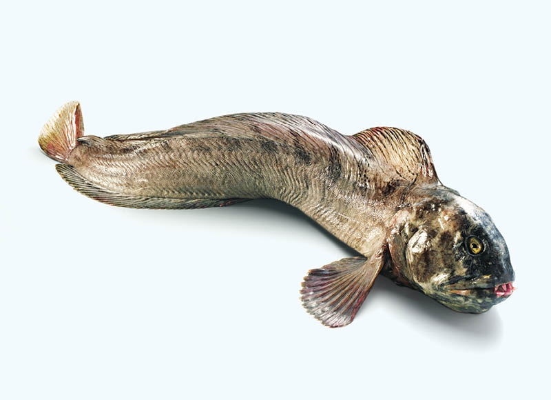 Atitirpinta skrosta paprastoji vilkžuvė
			, 
				 1 kg