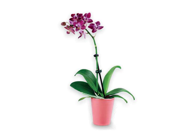Vazoninė gėlė ORCHIDĖJA