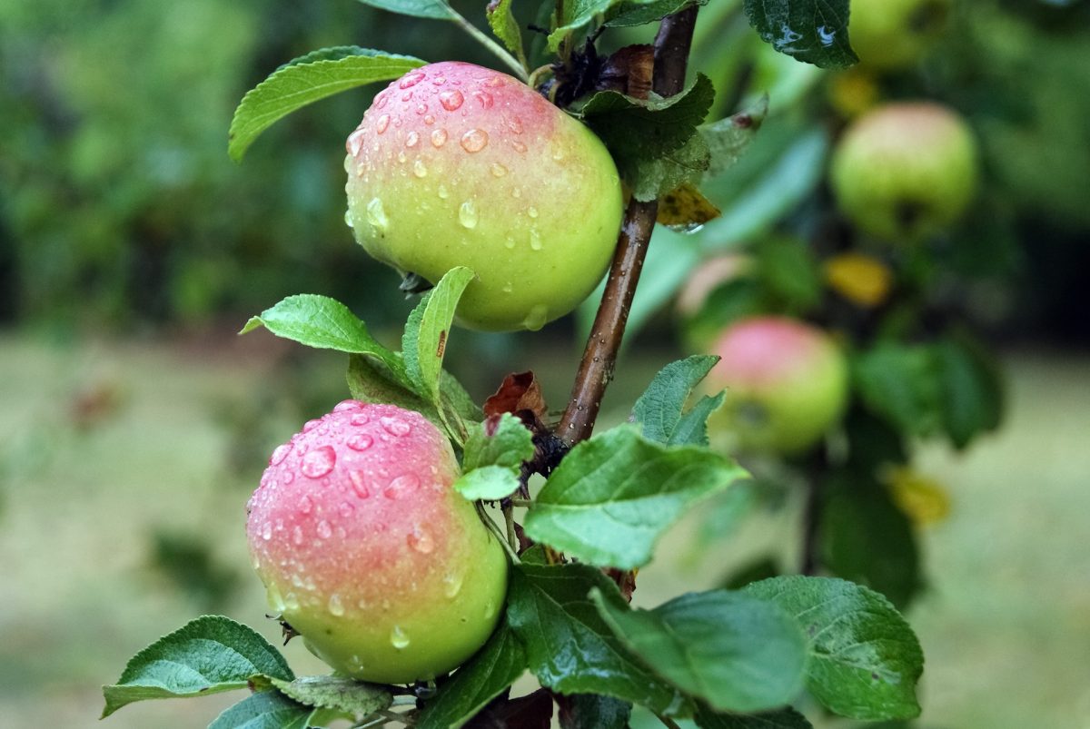 Ilgai laukti lietuviški obuoliai – jau parduotuvėse: ūkininkas paaiškino, kodėl derlius vėlavo