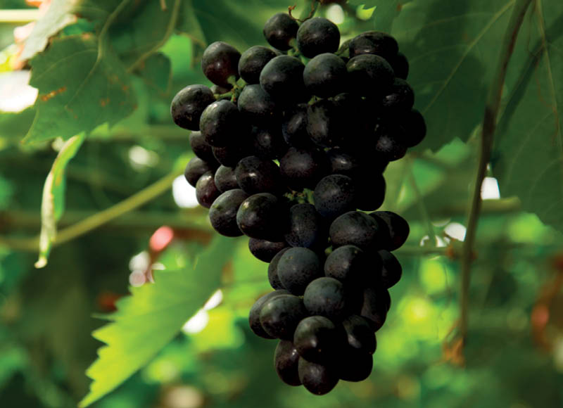 Fasuotos vynuogės SABLE
,
500 g, 3,98 Eur/kg A lygio parduotuvėse Fasuotos vynuogės SABLE
,
500 g, 3,98 Eur/kg A lygio parduotuvėse