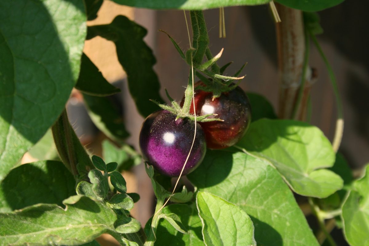 <strong>Lietuvių virtuvėje vietą atranda violetiniai pomidorai: kuo jie ypatingi?</strong>