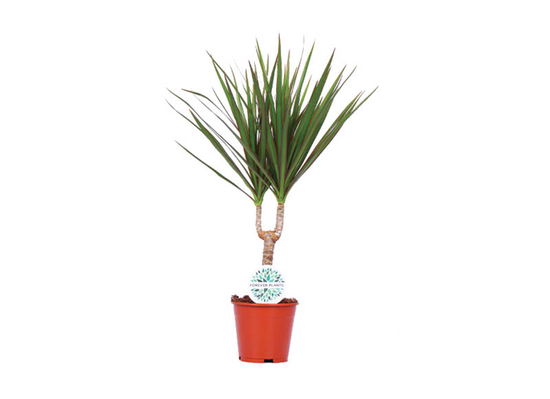 Lapinis augalas DRACENA
			, 
				 1 vnt. Vazono skersmuo 12 cm. A lygio parduotuvėse