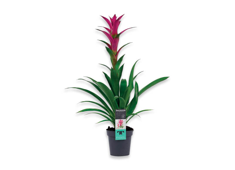 Žydintis augalas BROMELIJA ALERTA VIOLET
,
1 vnt. Vazono skersmuo 13 cm. A lygio parduotuvėse Žydintis augalas BROMELIJA ALERTA VIOLET
,
1 vnt. Vazono skersmuo 13 cm. A lygio parduotuvėse