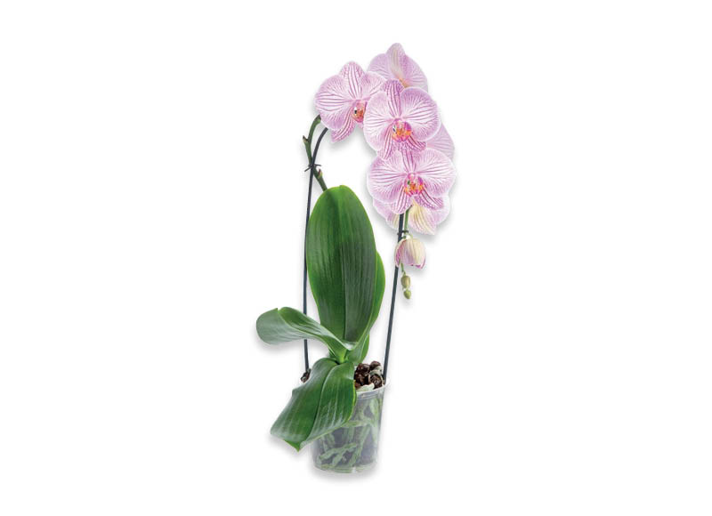 zydintis-augalas-orchideja-cascada