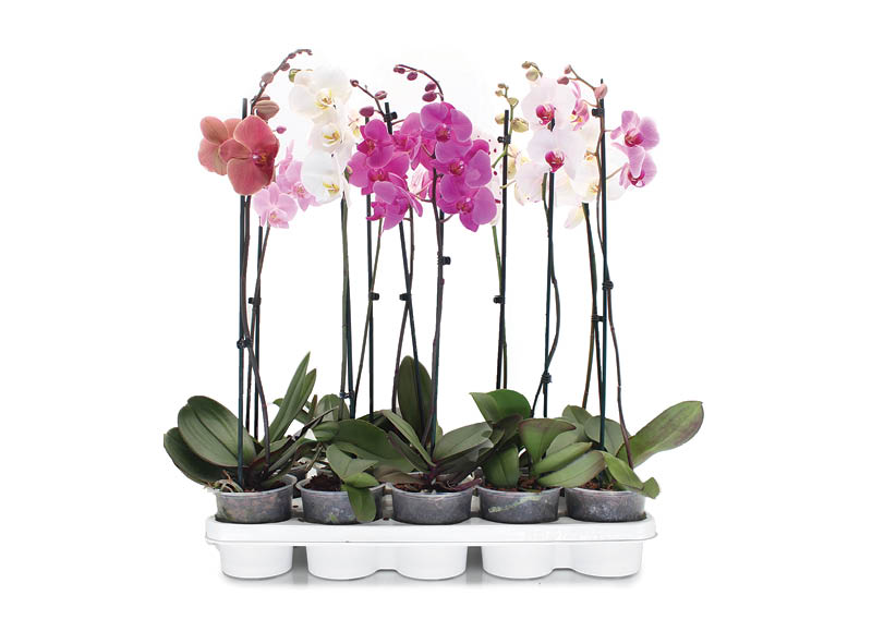 Žydintis augalas ORCHIDĖJA
,
1 stiebas. A lygio parduotuvėse Žydintis augalas ORCHIDĖJA
,
1 stiebas. A lygio parduotuvėse