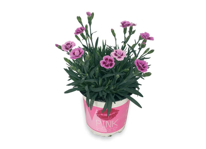 Žydintis augalas, gvazdikas PINK KISSES
,
1 vnt., vazono skersmuo 10 cm. A lygio parduotuvėse Žydintis augalas, gvazdikas PINK KISSES
,
1 vnt., vazono skersmuo 10 cm. A lygio parduotuvėse