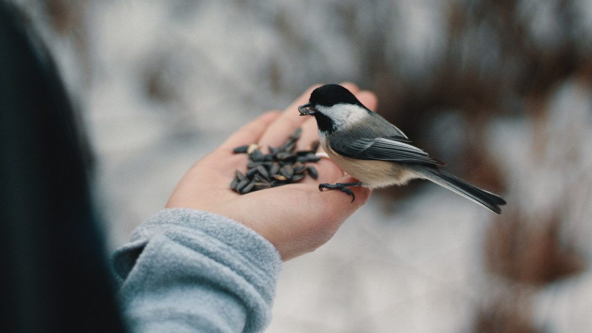 Užsitęsus žiemai, gamtininkas S. Paltanavičius ragina nepamiršti paukščių