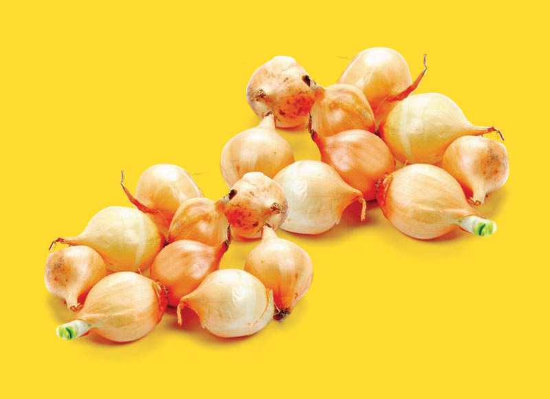 Sveriami geltonųjų svogūnų sodinukai
			, 
				 1 kg