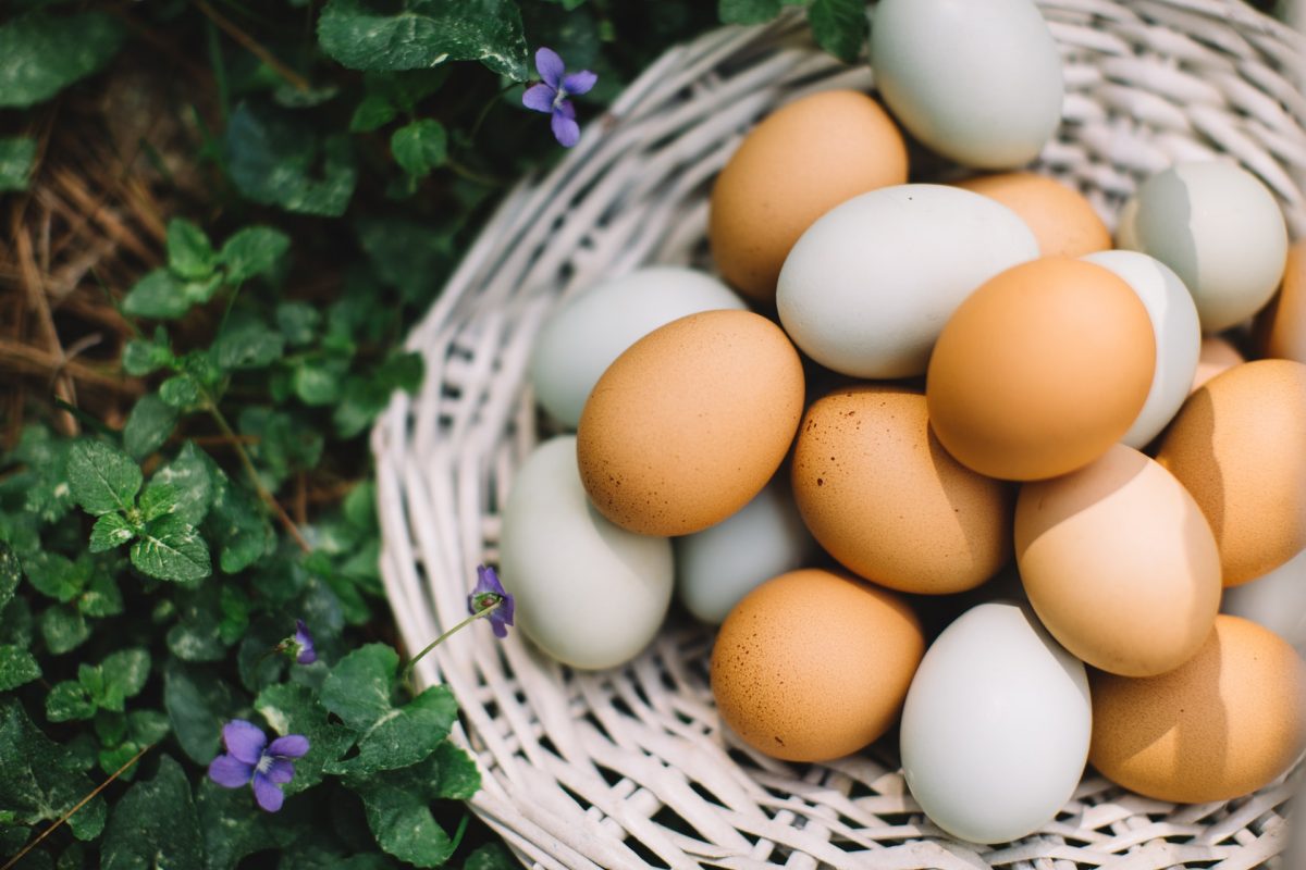 Atsakė į amžiną klausimą: kuo skiriasi balto ir rudo lukšto kiaušiniai?