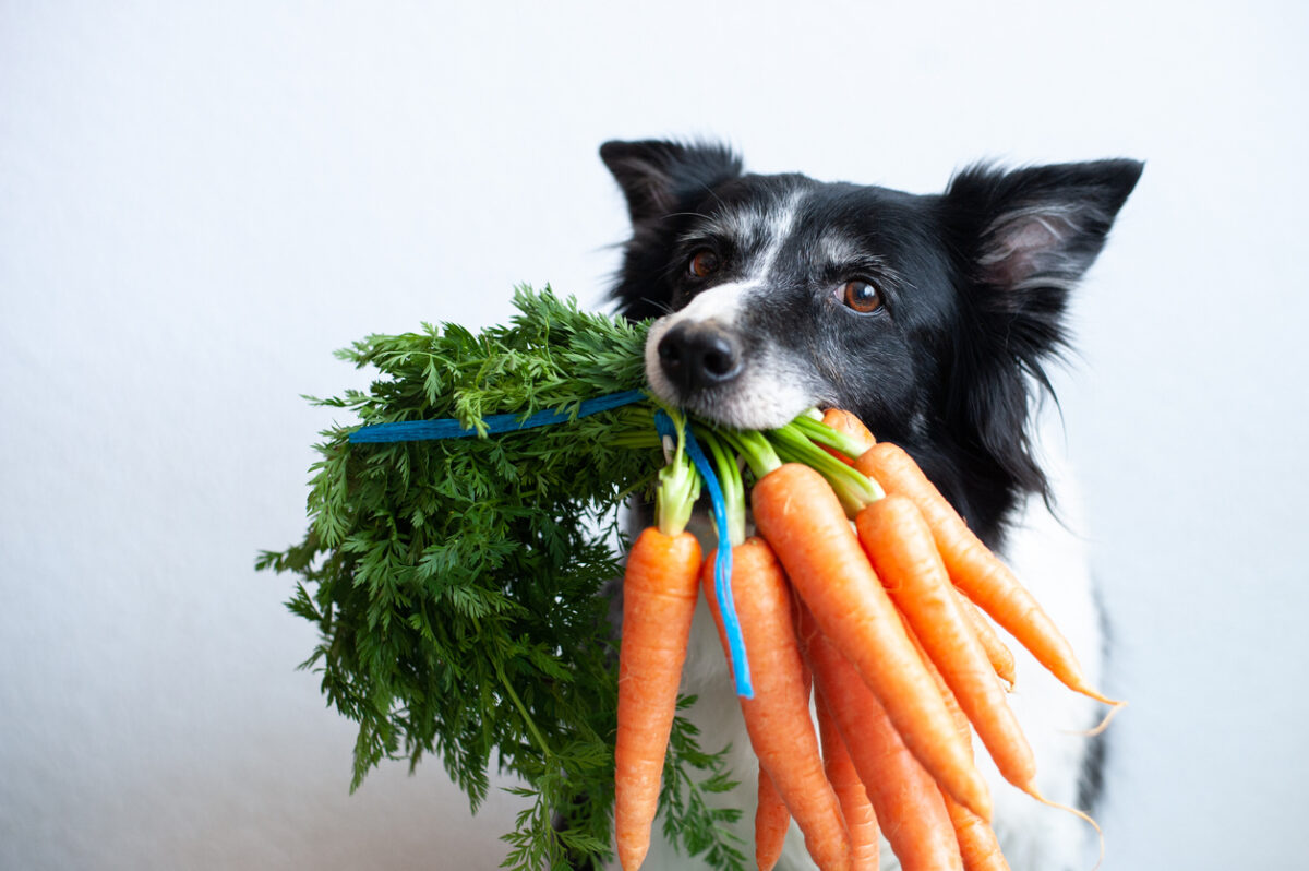 Kai kurie vaisiai ir daržovės naudingi ir šunims: kuriuos augintiniui siūlyti, o kurių šiukštu negalima duoti