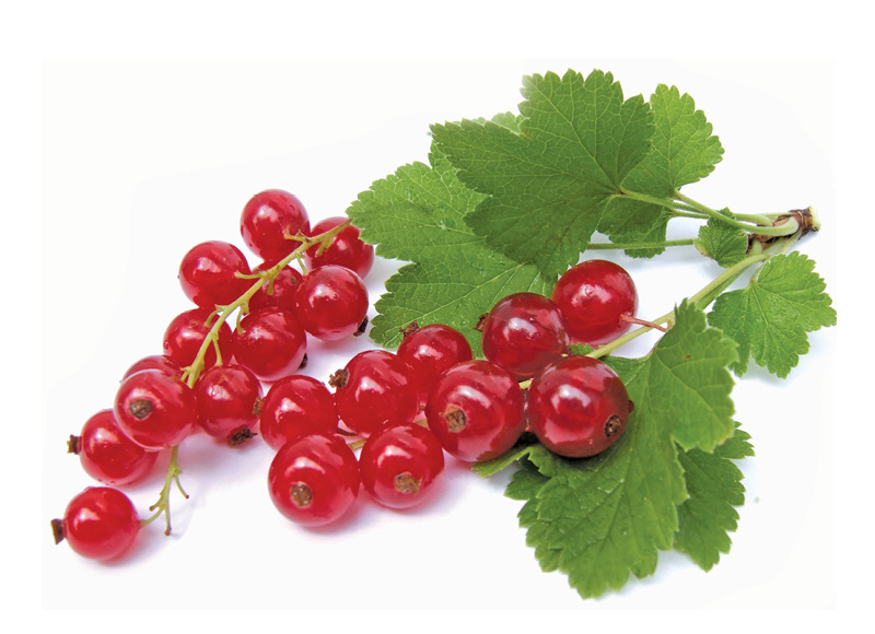 Raudonieji serbentai
			, 
				 250 g, 6,76 Eur/kg. A lygio parduotuvėse