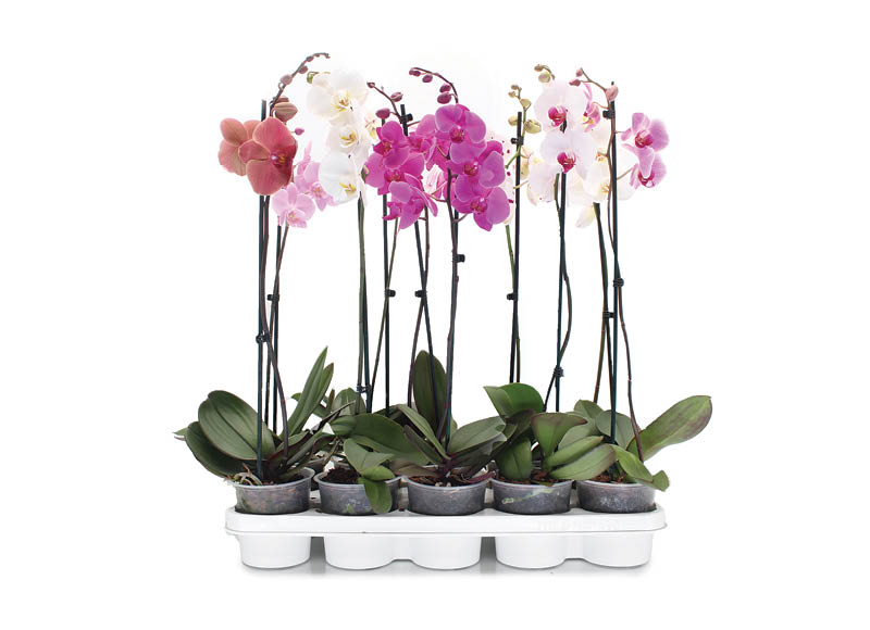 Žydintis augalas ORCHIDĖJA
,
1 stiebas Žydintis augalas ORCHIDĖJA
,
1 stiebas