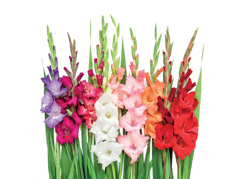 Skintos gėlės kardeliai
			, 
				 60 cm, 5 vnt. (kaina galioja 2023 08 31-09 03 d)