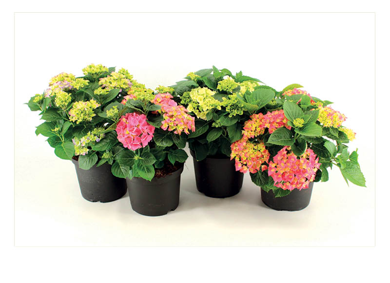 Vazoninė gėlė HORTENZIJA
			, 
				 Vazono skersmuo 14 cm