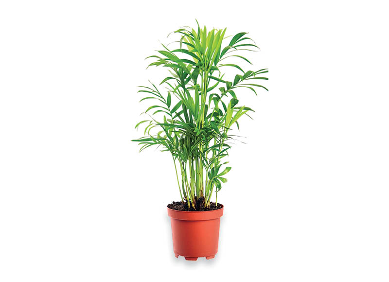 Lapinis augalas CHAMEDORĖJA
			, 
				 1 vnt. Vazono skersmuo 15 cm