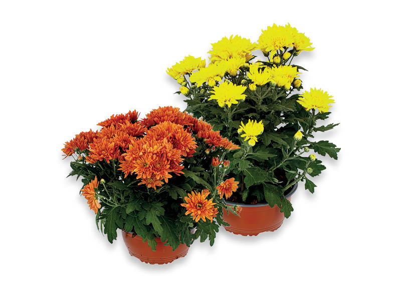 vienmetis-augalas-chrizantema