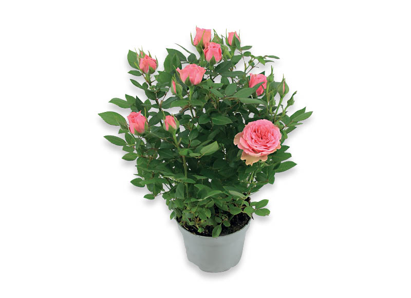 zydintis-augalas-roze