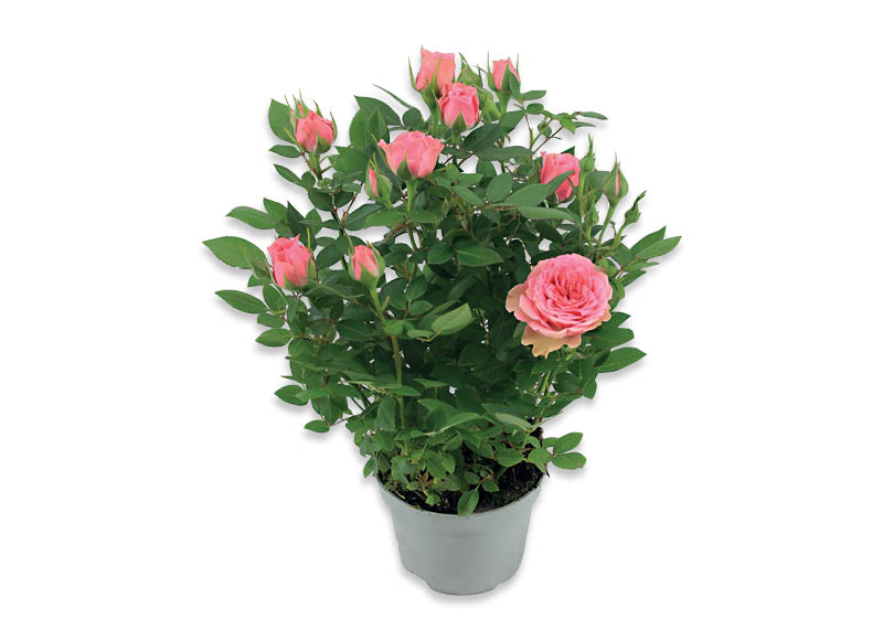 zydintis-augalas-roze