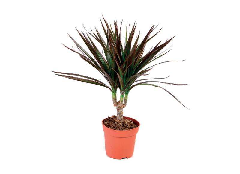 lapinis-augalas-dracena