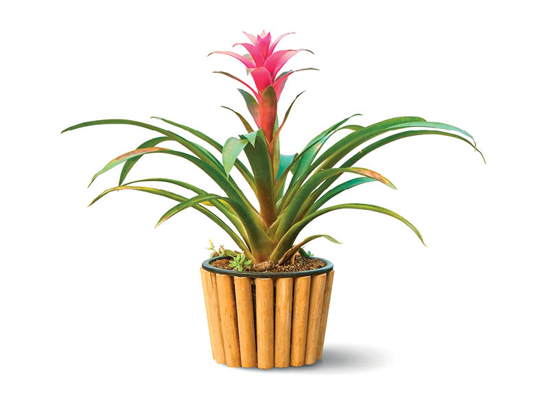 bromelija