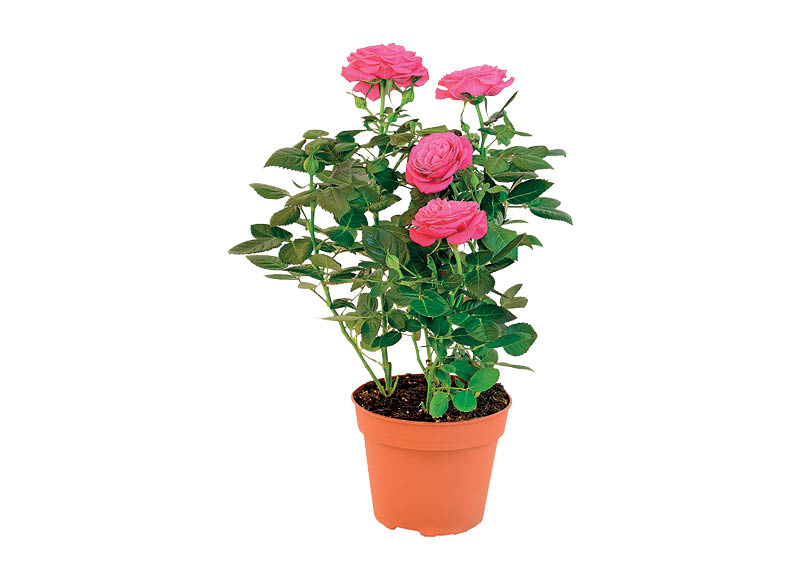 daugiametis-augalas-roze