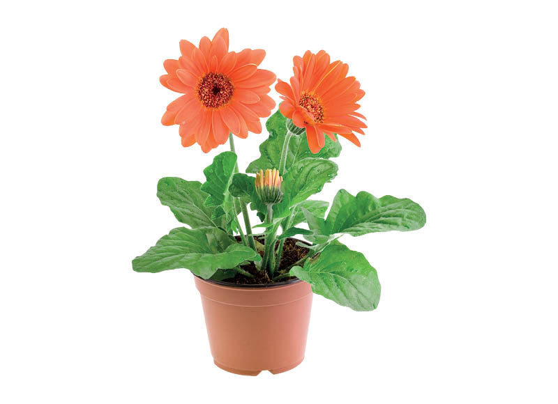 zydintis-augalas-gerbera