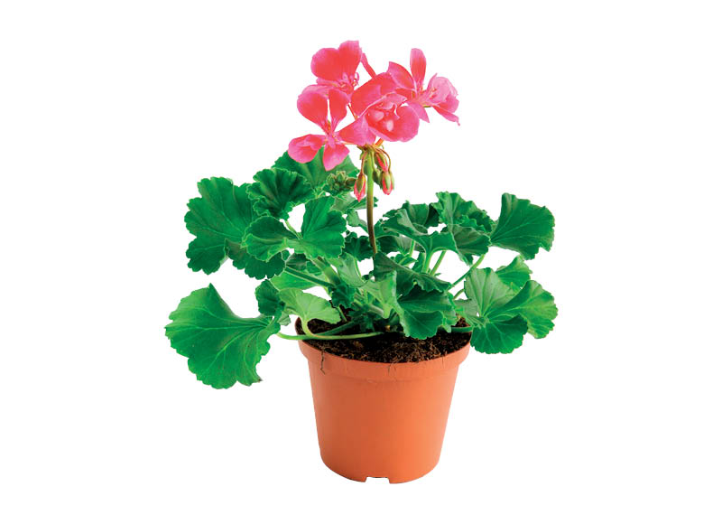 vienmetis-augalas-krumine-pelargonija