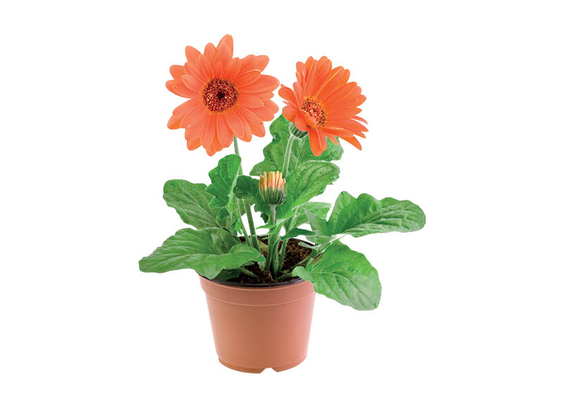 zydintis-augalas-gerbera