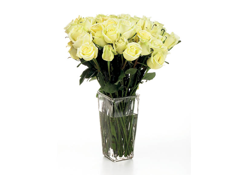 skintos-rozes-2