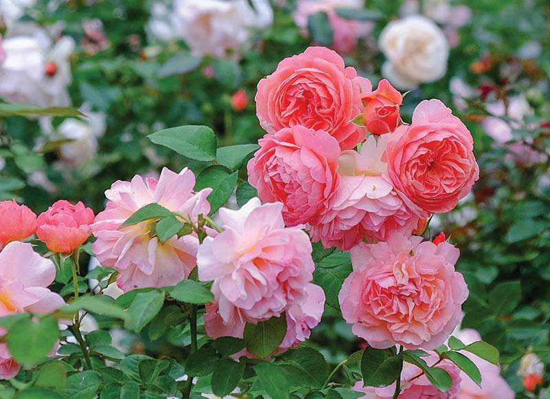 daugiametis-augalas-roze