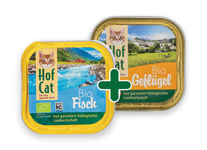 kaciu-edalas-hof-cat