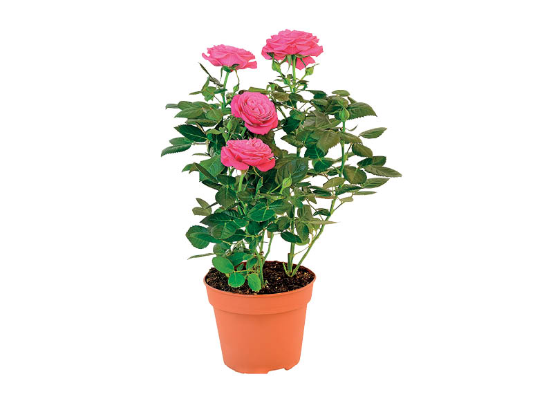 zydintis-augalas-roze