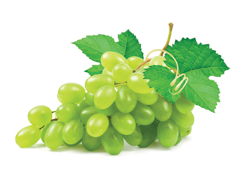 besekles-zaliosios-vynuoges-2