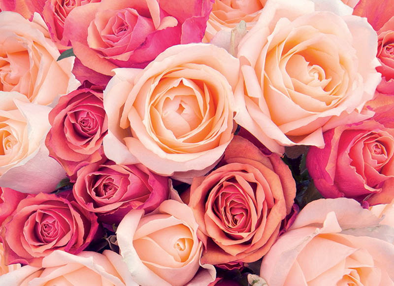 skintos-rozes-2