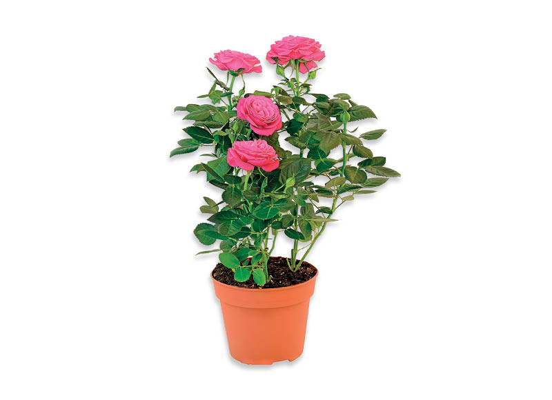 zydintis-augalas-roze