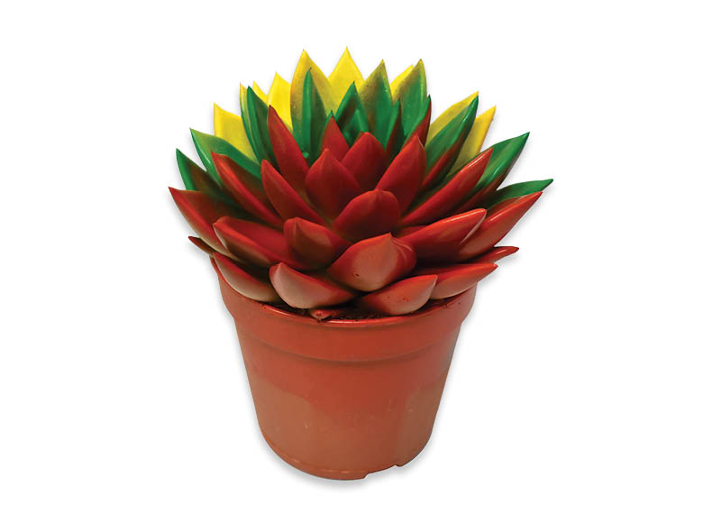 sukulentas-echeveria-dazytas-lt-spalvomis