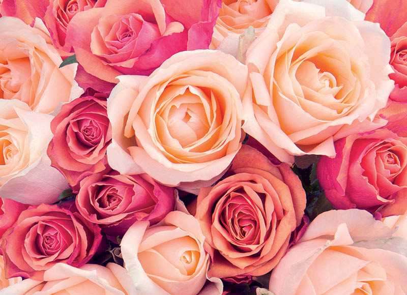 skintos-rozes