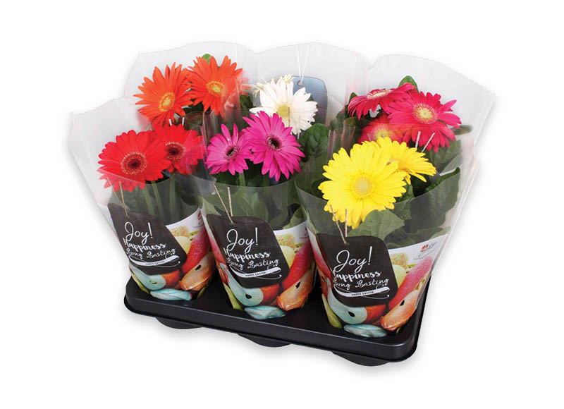 zydintis-augalas-gerbera