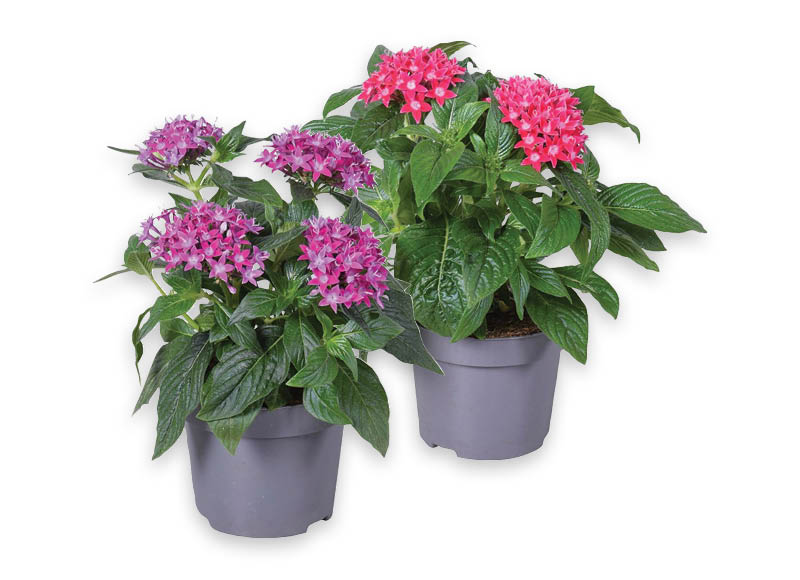 zydintis-augalas-pentas