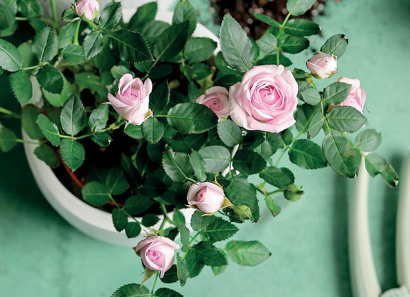 zydintis-augalas-roze