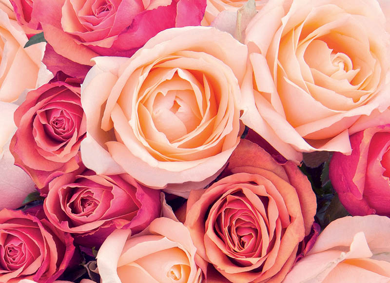 skintos-rozes