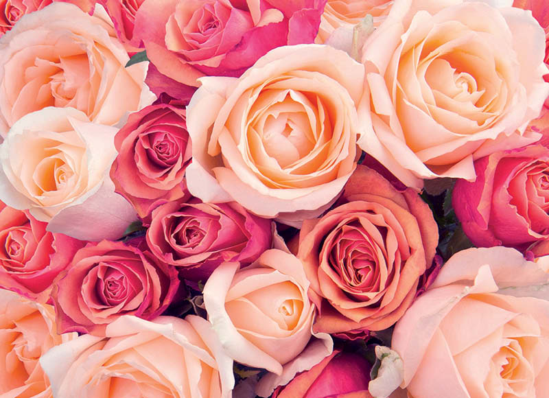 skintos-rozes