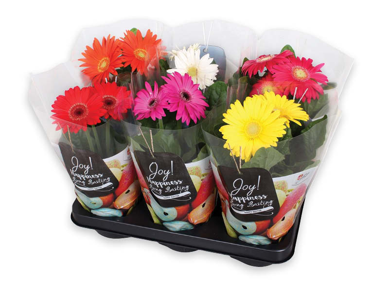 zydintis-augalas-gerbera