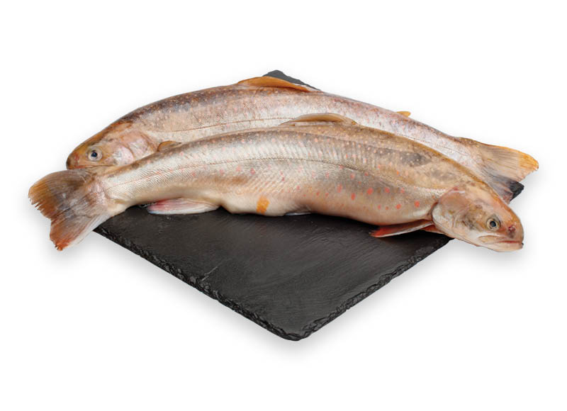 atsaldyti-skrosti-vaivorykstiniai-upetakiai-su-galvomis