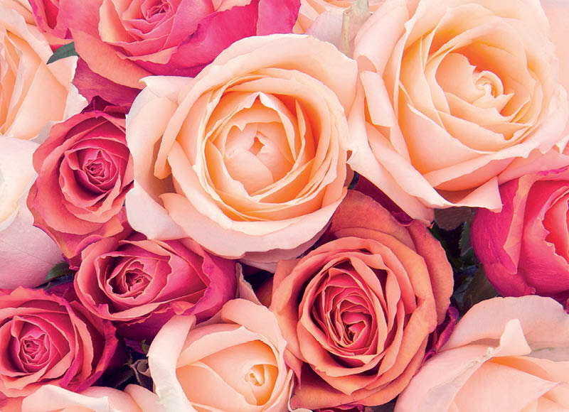 skintos-rozes