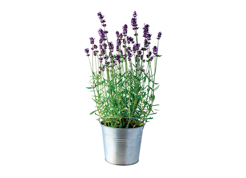 Vienmetis augalas LEVANDA, 1 vnt