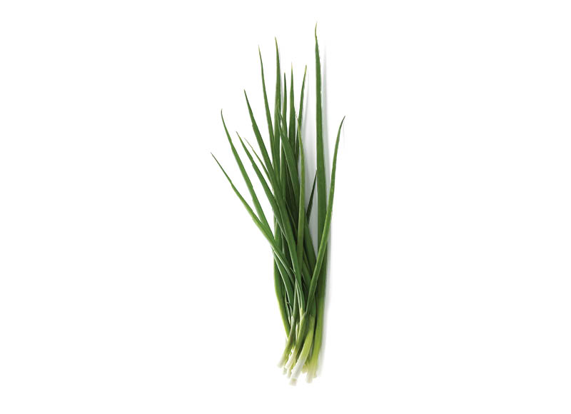 Svogūnų laiškai