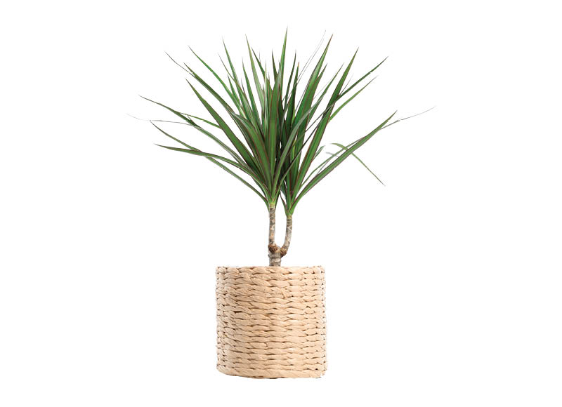 lapinis-augalas-dracena